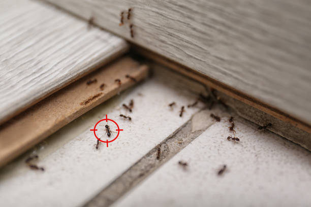 Best Cockroach Control Services  in Madison, SD
