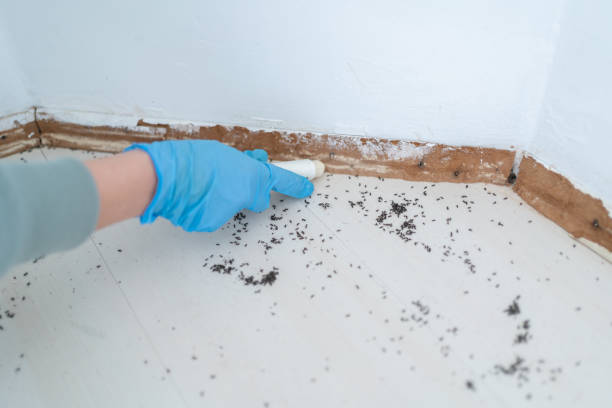 Best Rat Extermination Near Me  in Madison, SD